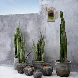 The Cactus Shell Mirror - White