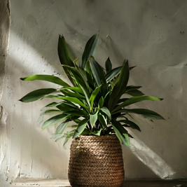 The Fake Braided Planter - Natural - L