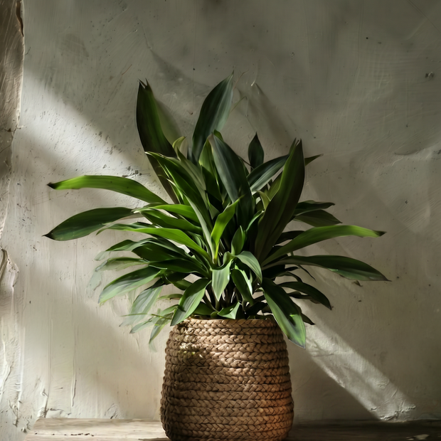 The Fake Braided Planter - Natural - L