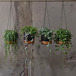 The Banana Plant Hanger - Natural Black - S