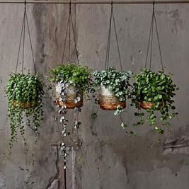 The Banana Plant Hanger - Natural White - Small