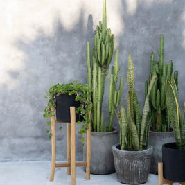 The Charcoal High - Black Natural - L