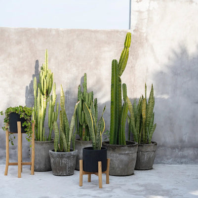 The Charcoal High - Black Natural - L