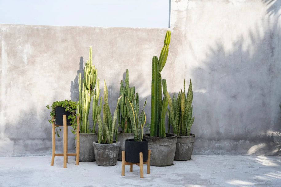 The Charcoal Low - Black Natural - Small