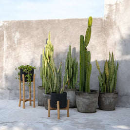 The Charcoal Low - Black Natural - Small