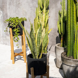 The Charcoal Low - Black Natural - Small